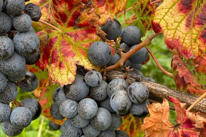 Vineyard experience in Pozzuoli - Key Points