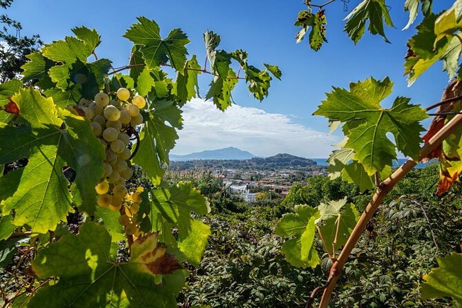 Vineyard experience in Pozzuoli - Exploring the Vineyard in Pozzuoli with Expert Guidance
