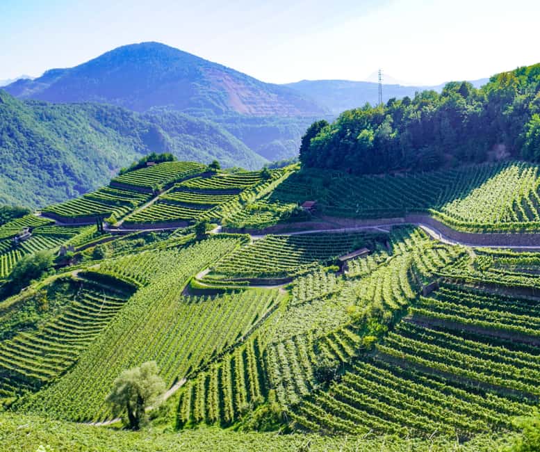 vineyard experience - Key Points