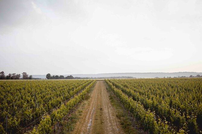 Vineyard tour and wine tasting in Davron - Discover the Vineyard and Location of the Tour