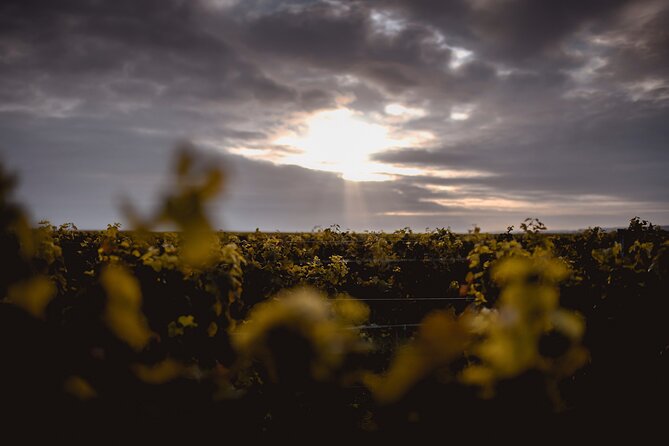 Vineyard tour and wine tasting in Davron - The Unique Setting: Views and Vineyard Environment