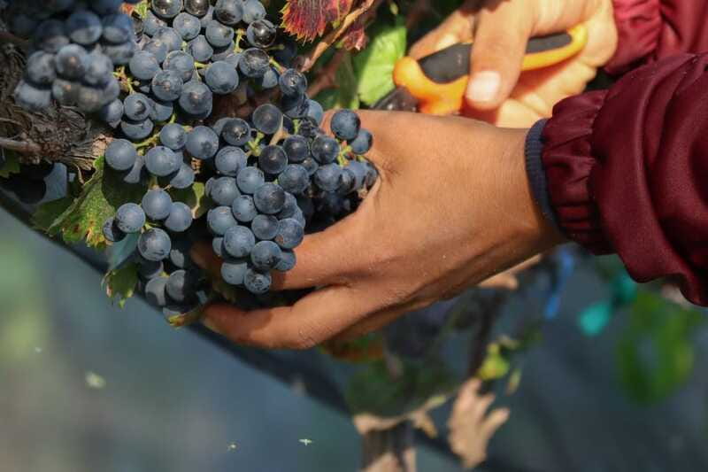 VINEYARD TOUR - The Vineyards: El Aguaje and Hacienda de Letras