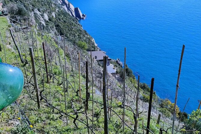 Vineyard Tour with Wine Tasting in Cinque Terre - Explore Cinque Terres Vineyard in Riomaggiore for an Authentic Wine Experience