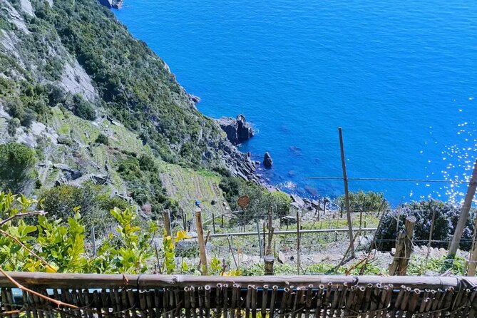 Vineyard Tour with Wine Tasting in Cinque Terre - Scenic Vineyards of Riomaggiore and Their Role in Ligurian Winemaking