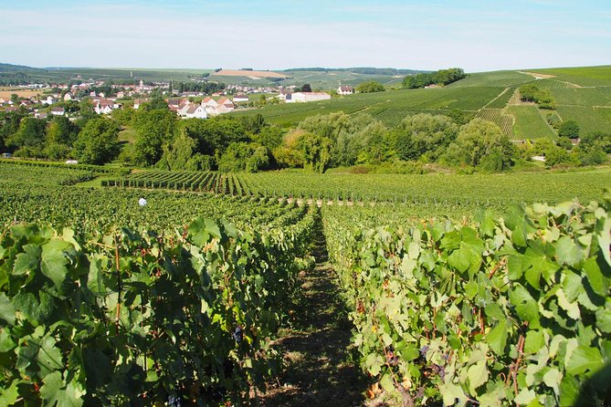 Vineyard Walking Tour & 5 Champagnes Tasting - Meeting Point and Logistics in Saulchery