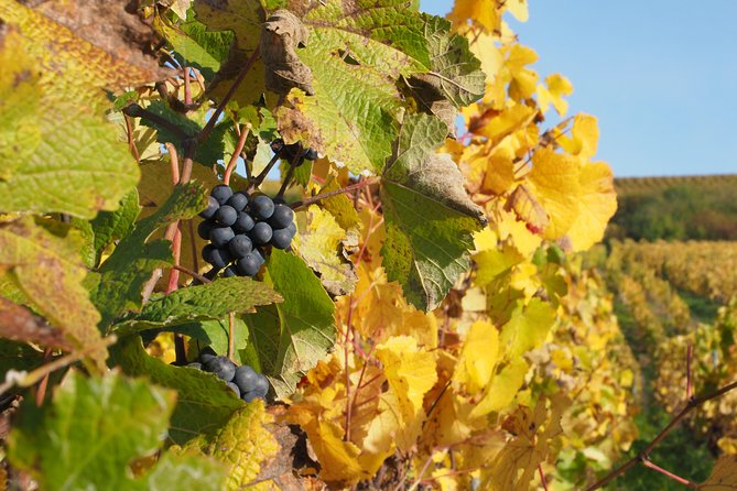 Vineyard Walking Tour & 5 Champagnes Tasting - Tasting of Five Champagnes: A Sensory Journey