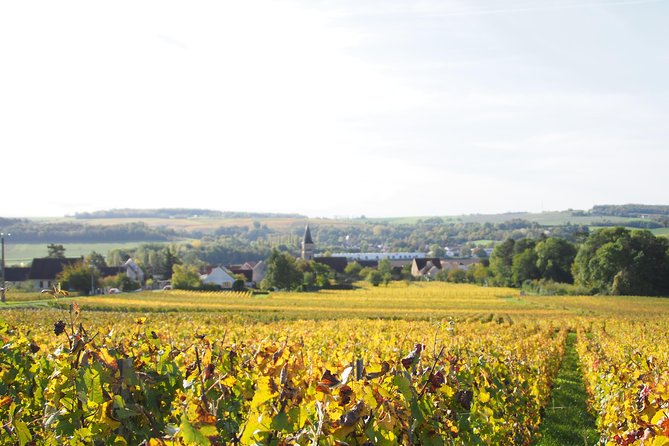 Vineyard Walking Tour & 5 Champagnes Tasting - The Role of the Winemaker and Personal Explanations