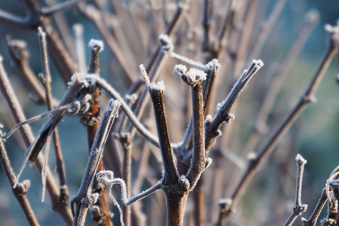 Vineyard Walking Tour & 5 Champagnes Tasting - Final Thoughts on the Vineyard Walking Tour & Champagne Tasting