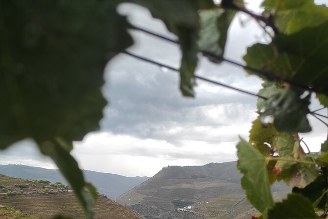 Vinho Verde 2 Wineries + Cultural Guimarães - Private/from Porto - Visiting the Vinho Verde Route and Vineyard Highlights