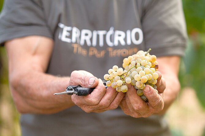 Vinho Verde Experience with 2 Wineries and Lunch - Key Points