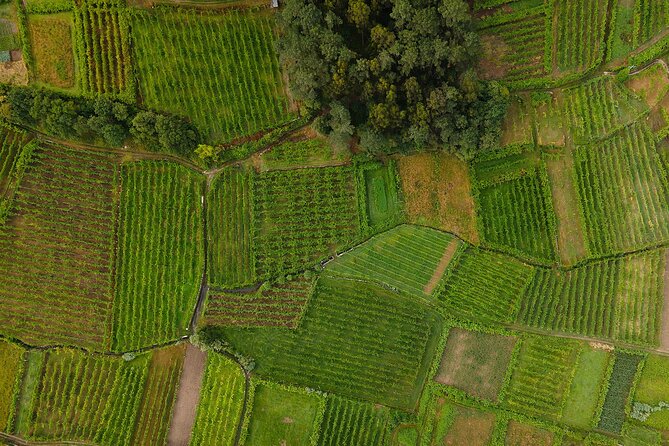 Vinho Verde Experience with 2 Wineries and Lunch - Traditional Lunch at O Adérito in Monção