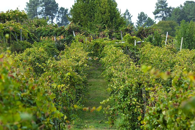 Vinho Verde Experience with 2 Wineries and Lunch - Scenic Return Journey to Porto