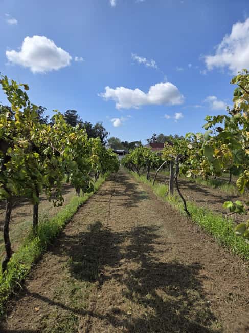 Vinho Verde - Wine Tasting with Transportation - Key Points