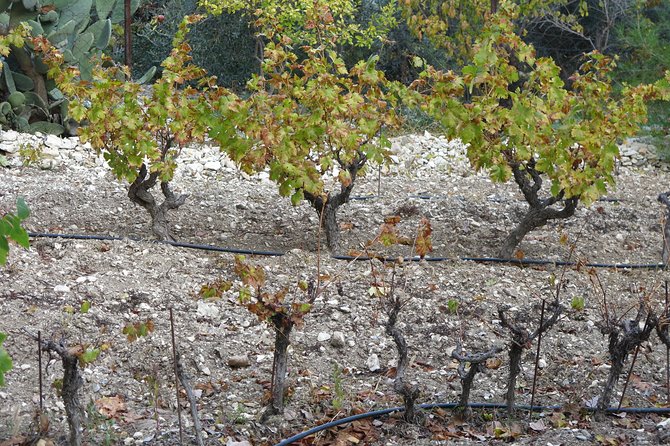 Vino Venture: Explore With A Local - Troodos Mountains thru Wine! - Flexibility and Important Considerations