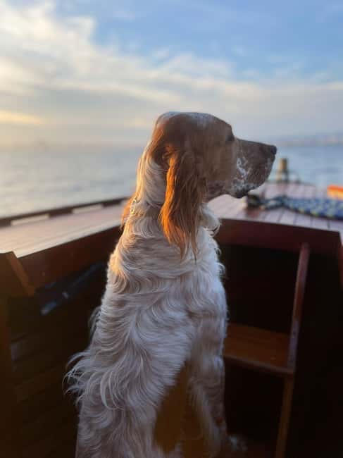 Vintage boat tour of Marseille - small groups (5h) - Comparing This Tour to Similar Options