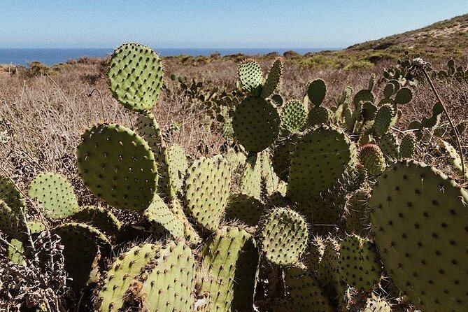 Vintage VW Hippie Shared Tour to Malibu with Wine Tasting - Limitations and Honest Insights