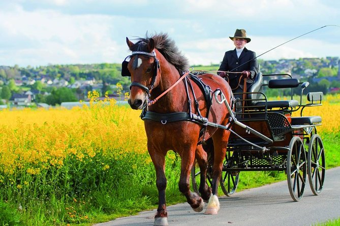 Vinyard Tour By Horse & Carriage With Delicious Tasting - Umbria - Discover the Charm of the Assisi Valley in a Horse-Drawn Carriage