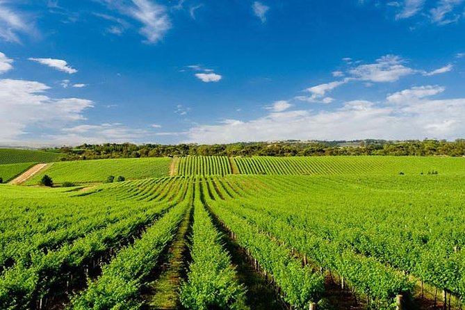 Vinyard Tour By Horse & Carriage With Delicious Tasting - Umbria - What’s Included and What to Keep in Mind