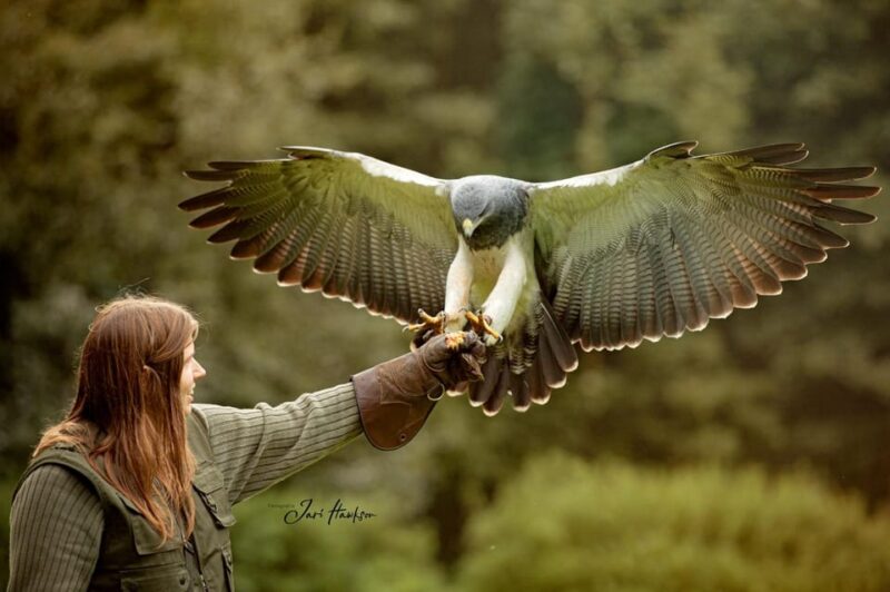 VIP falconry taster session - Location and Booking Details at Skyhunters-Frechen