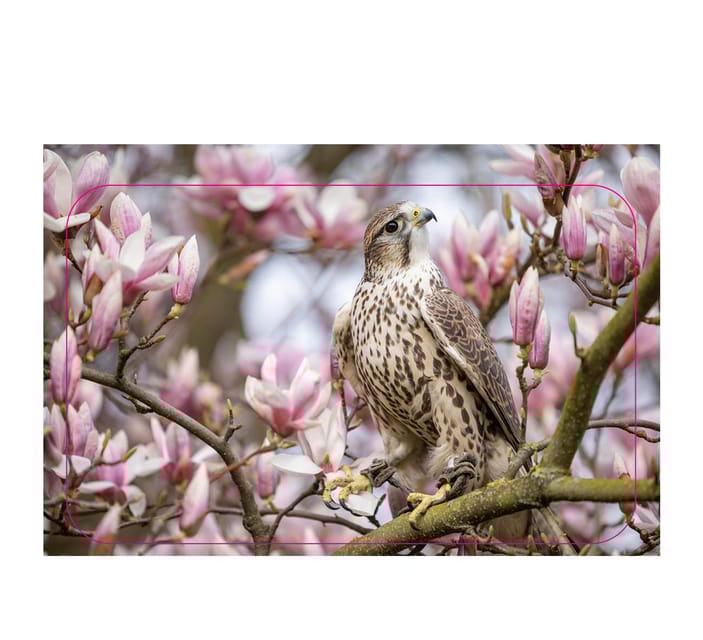 VIP falconry taster session - The Hands-On Experience with Birds of Prey