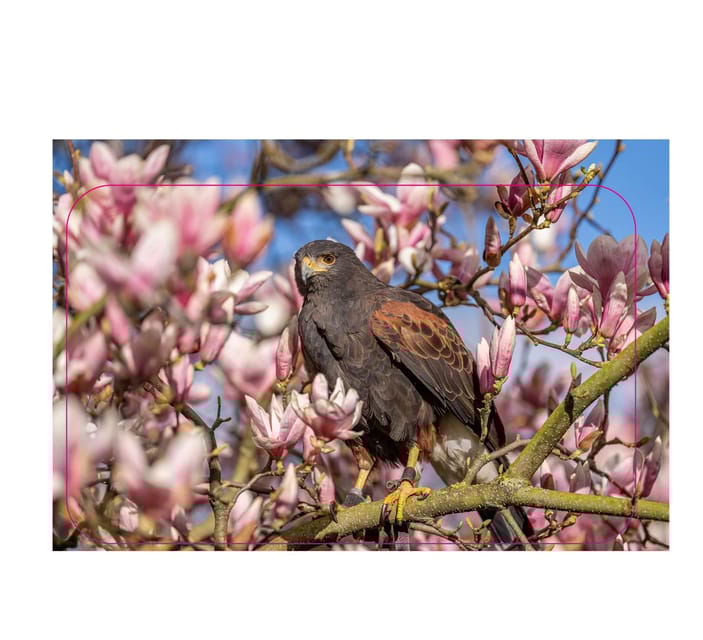 VIP falconry taster session - Accessibility and Group Size