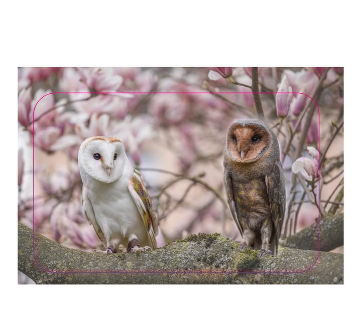 VIP falconry taster session - Final Thoughts on the Falconry Experience in North Rhine-Westphalia