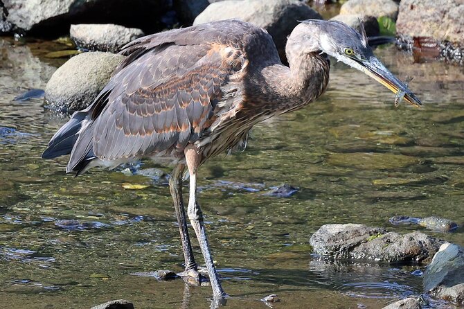 VIP Private Alaska Native Excursion (Cultural, Scenic Experience) - Starting Point and Flexible Pick-Up Options in Downtown Ketchikan