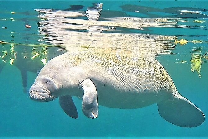 VIP Private Boat Manatee Snorkel Tour with In-Water Guide and Photograper - Comfort and Safety During the Tour