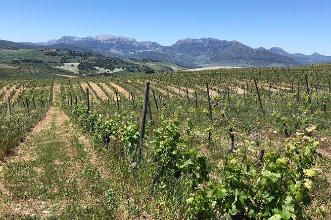 VIP Ronda Wine Tour and Tasting and Gourmet Lunch Experience with Winemaker - Starting the Day with Private Pickup and Scenic Drive