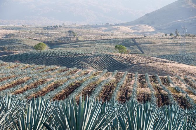 Vip Tequila Experience - Discover the Vip Tequila Experience in Guadalajara