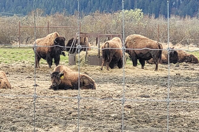 VIP Tour from Anchorage to Alaska Wildlife Conservation Center - Scenic Drive Along Turnagain Arm and Chugach Forest