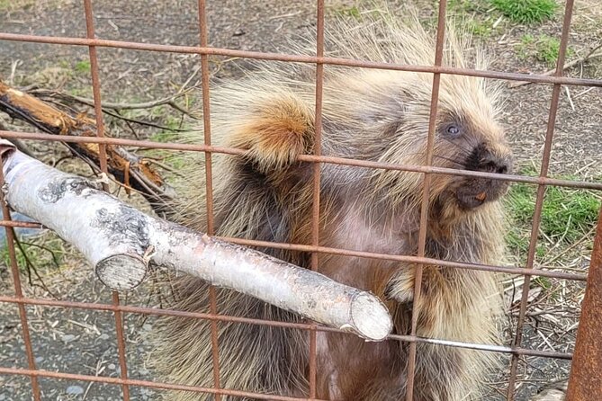 VIP Tour from Anchorage to Alaska Wildlife Conservation Center - Food Options: Reindeer, Buffalo, or Elk Hotdog