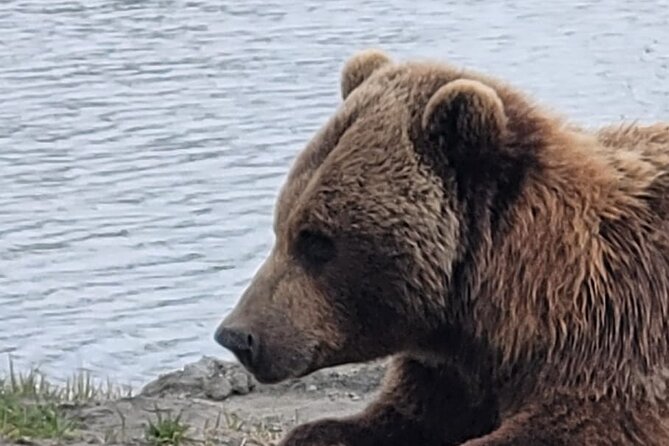 VIP Tour from Anchorage to Alaska Wildlife Conservation Center - Booking and Flexibility: Easy Reservations and Cancellation