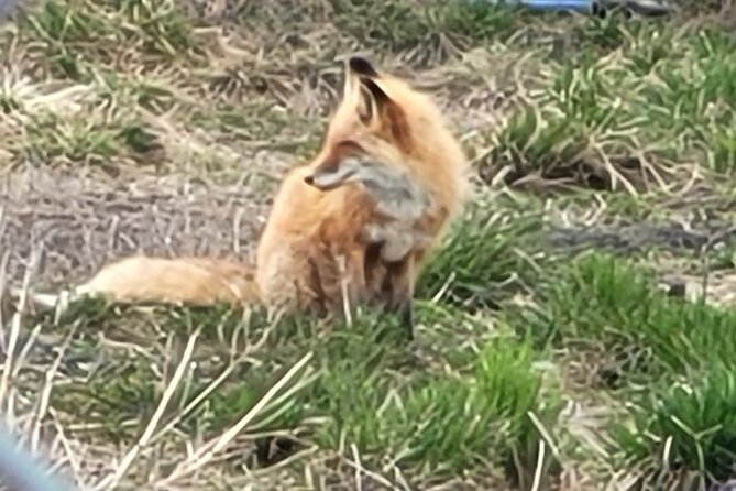VIP Tour from Anchorage to Alaska Wildlife Conservation Center - The Experience’s Strengths: Expert Guidance and Wildlife Interaction