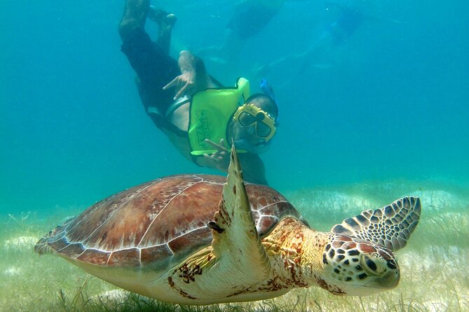 VIP Tulum & Turtles Private Tour - Key Points