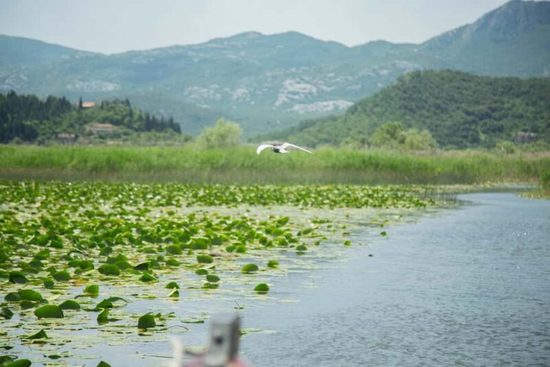 Virpazar: Historical & Nature Boat Adventure on Lake Skadar - Accessibility and Practical Tips