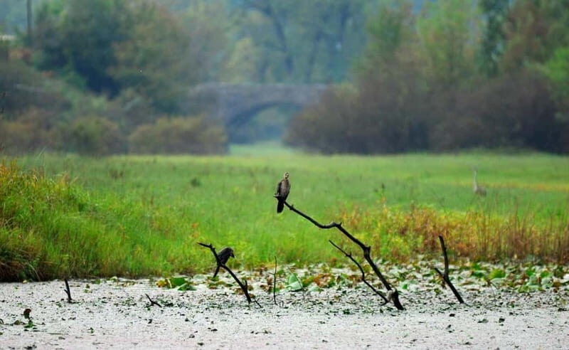 Virpazar: Skadar Lake National Park Guided Boat Tour - Optional Swimming and Water Activities