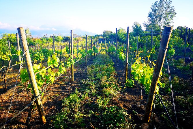 Visit 2 wine producers with tasting and transportation included - Explore Two Exceptional Wine Producers Near Naples