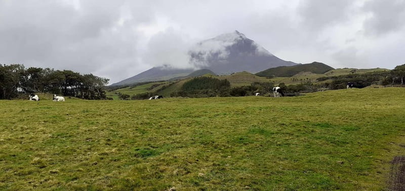 Visit a Farm on the Island of Pico - Discover a Dairy Farm and the Milking Process on Pico