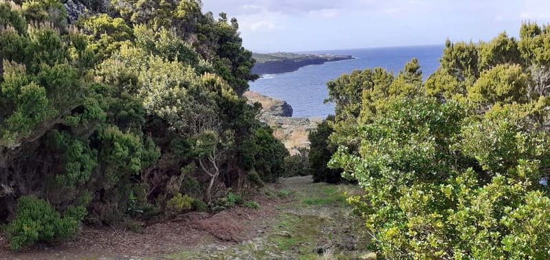 Visit a Farm on the Island of Pico - Walk Along Old Agricultural Trails and Vineyards