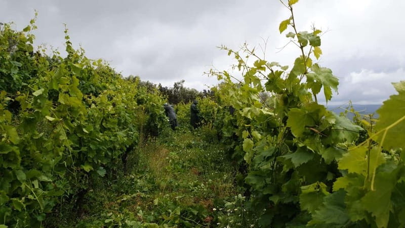 Visit a traditional estate with wine tasting - pet friendly - Explore a Pet-Friendly Douro Wine Estate and Tasting Experience