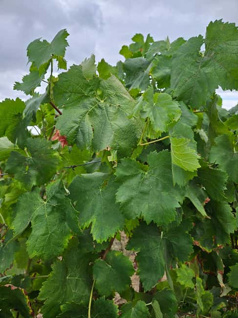 Visit a traditional estate with wine tasting - pet friendly - Walking Through Vineyards and Vineyard Plots