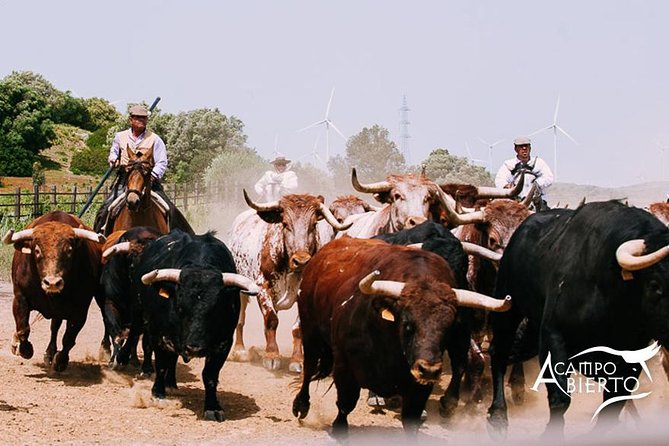 Visit Alvaro Domecq Horses and Brave Bulls in Freedom - Experience the Beauty and Tradition of Andalucia’s Horses and Bulls