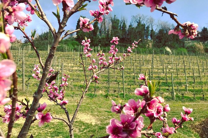 Visit among vineyards and wine cellar with wine tasting in Nizza Monferrato - Why This Tour Offers Excellent Value for Money