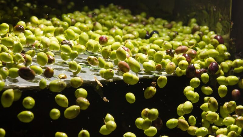 Visit an almazara + extra virgin olive oil tasting: Baeza - Key Points