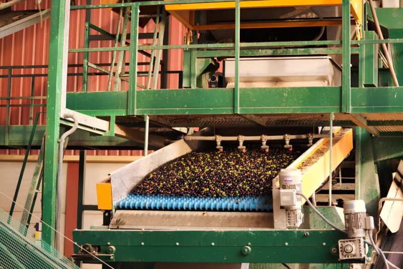 Visit an almazara + extra virgin olive oil tasting: Baeza - Scenic Views of Olive Groves in Andalusia