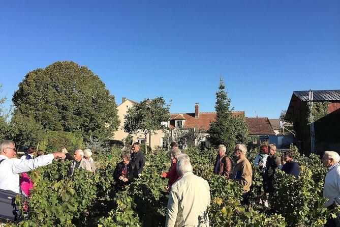 Visit and Chablis wine tasting at Domaine Clotilde Davenne in English - Walk Through the Vineyards and Learn About the Terroir