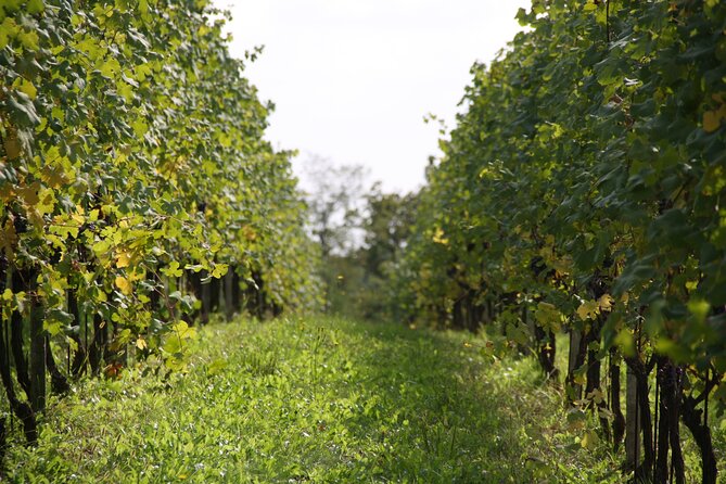 Visit and tasting of 3 D.O.C.wines Fontechiara - Discover the Charm of Fontechiaras Family-Owned Winery and Its Exquisite Wines