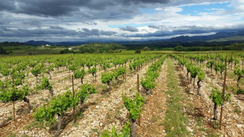 Visit and tasting - The essential - The Vineyards and Gardens: A Closer Look