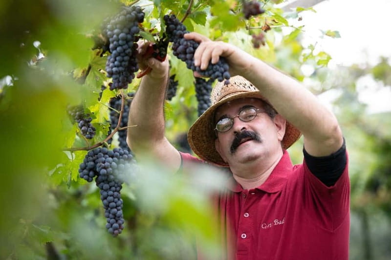 Visit and tasting with the producer - Discover the Veneto Wine Experience with a Producer-Led Guided Visit